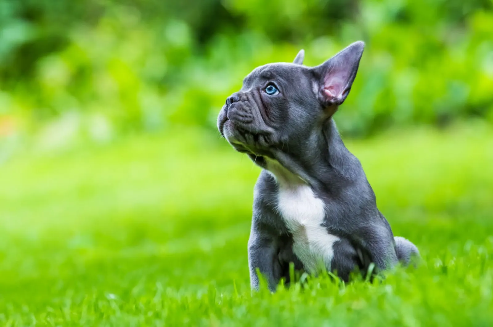 adorable french bulldog with blue eyes sitting in the grass