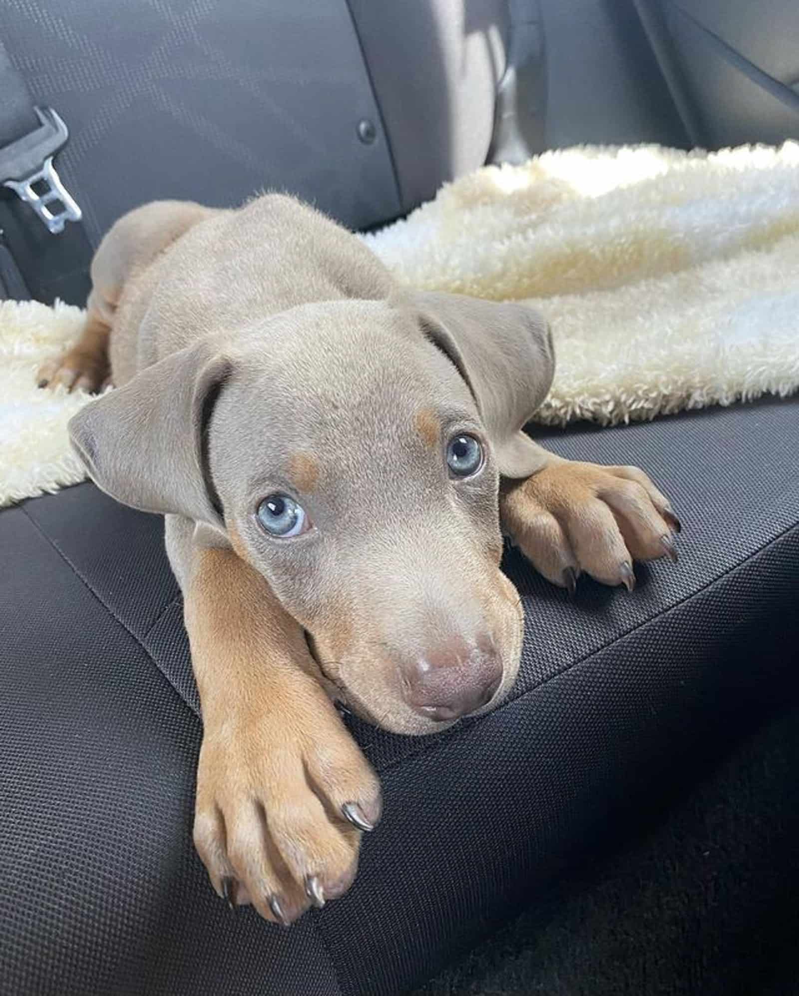 adorable isabella doberman puppy lying on the car seat