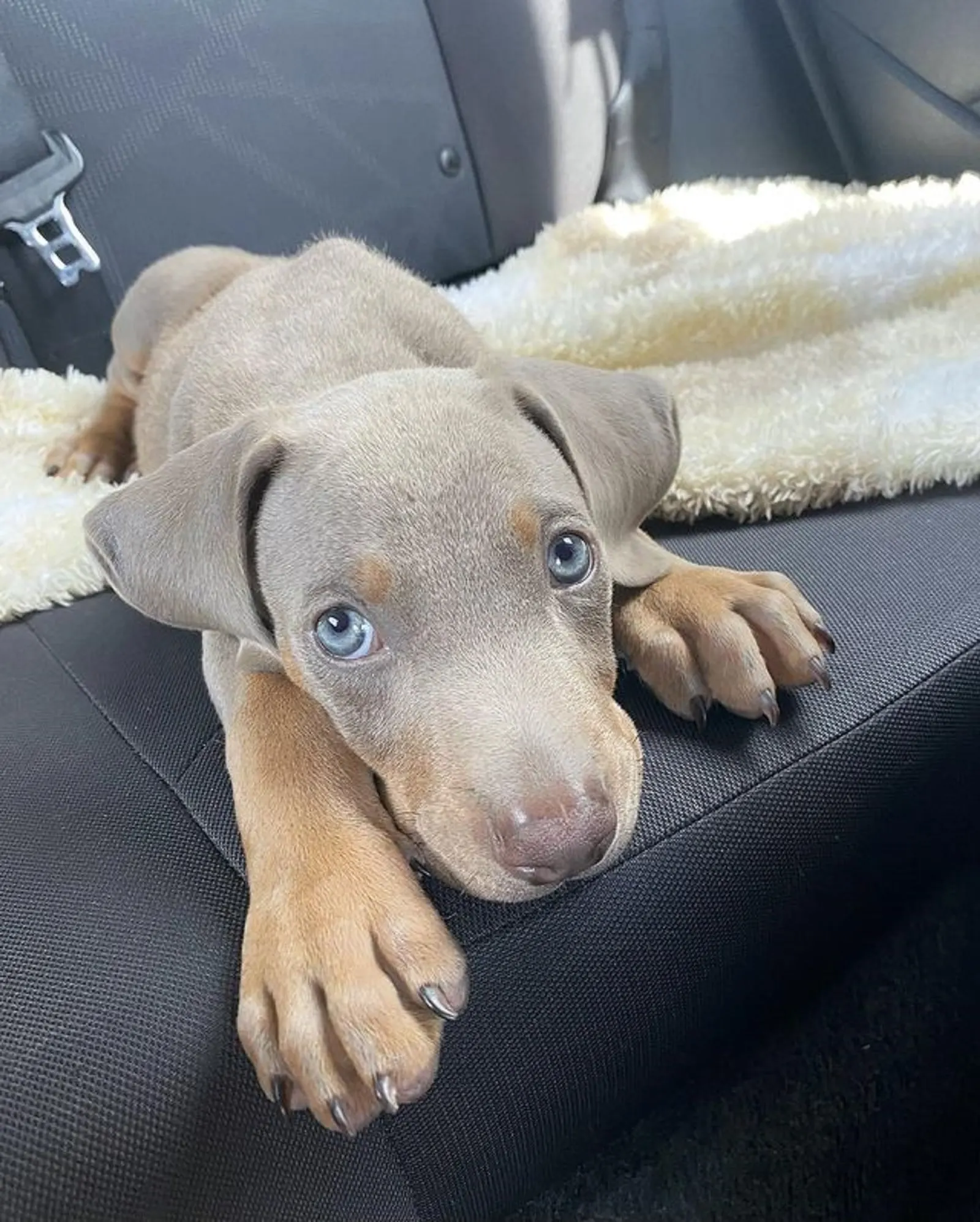 adorable isabella doberman puppy lying on the car seat