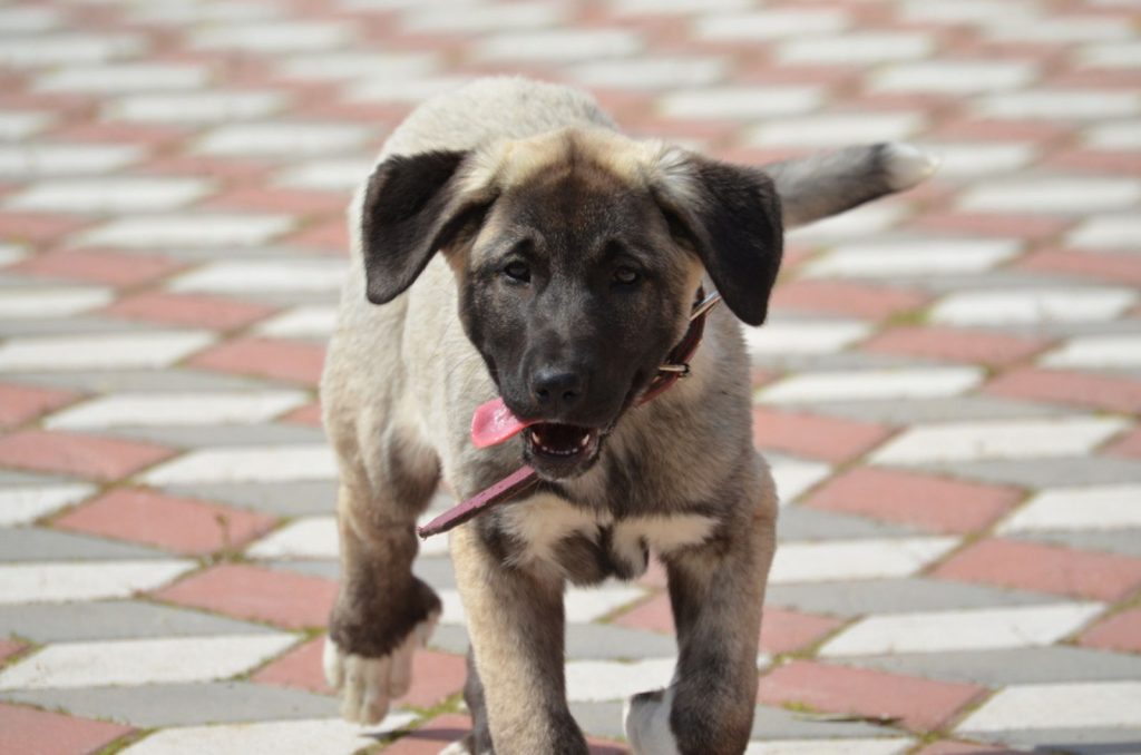 Kangal Dog Price How Much For This Exotic Breed?