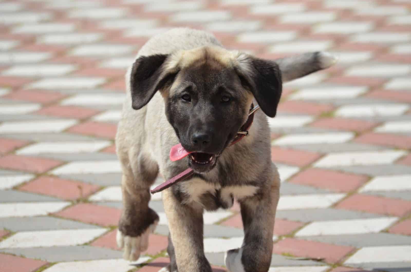 adorable kangal puppy walking on a sidewalk