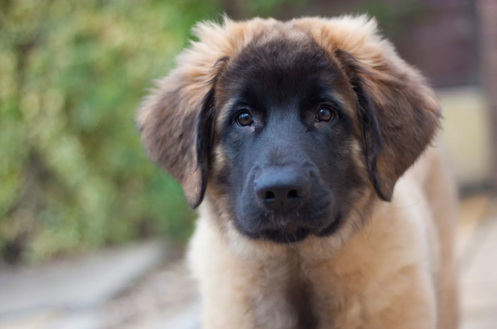 adorable leonberger puppy looking into camera
