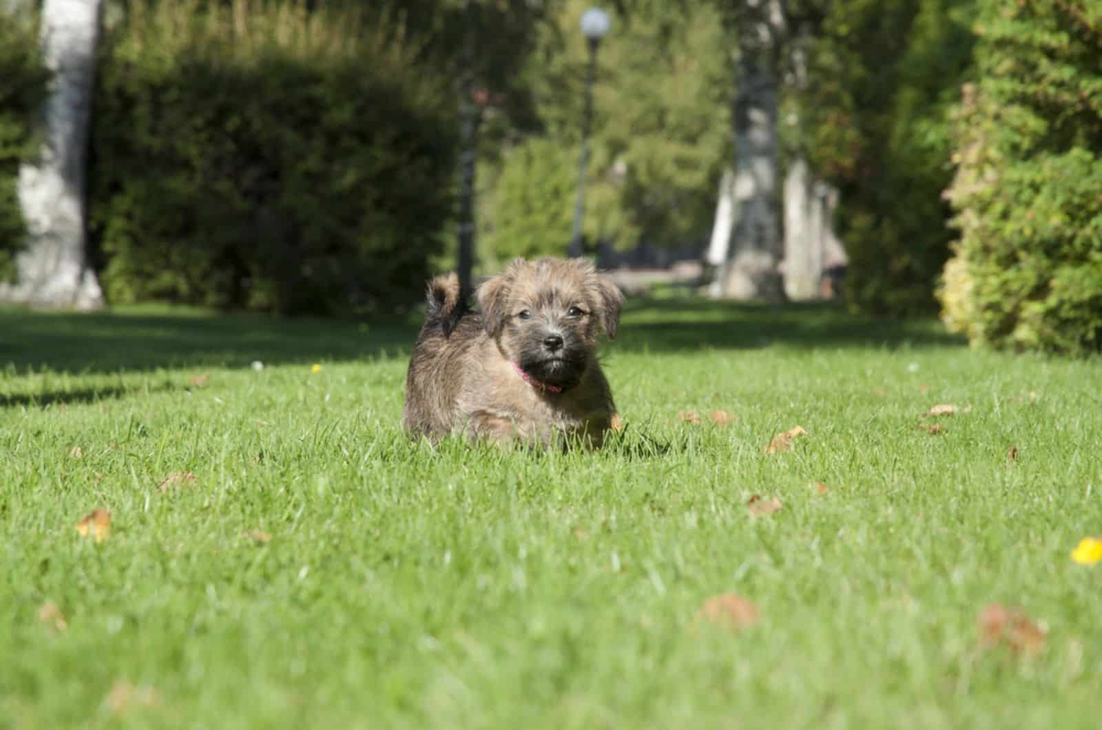 adorable norfolk terrier puppy in the park