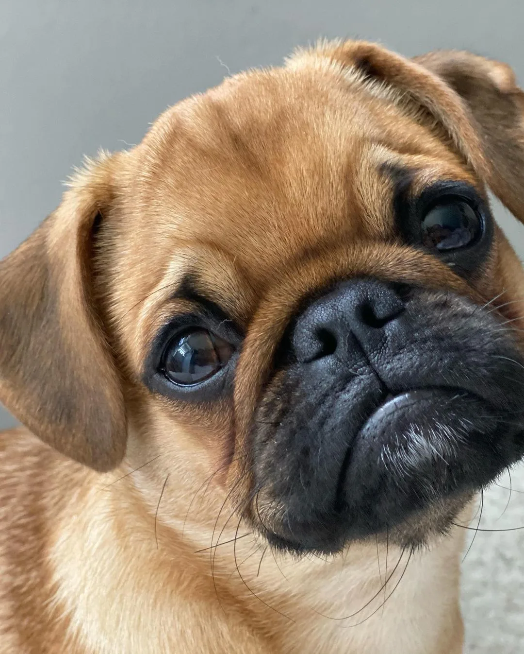 adorable sad apricot pug