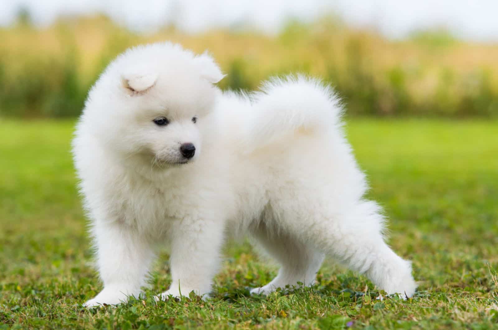 adorable samoyed puppy in the park