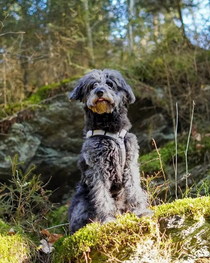 adorable shepadoodle dog in nature