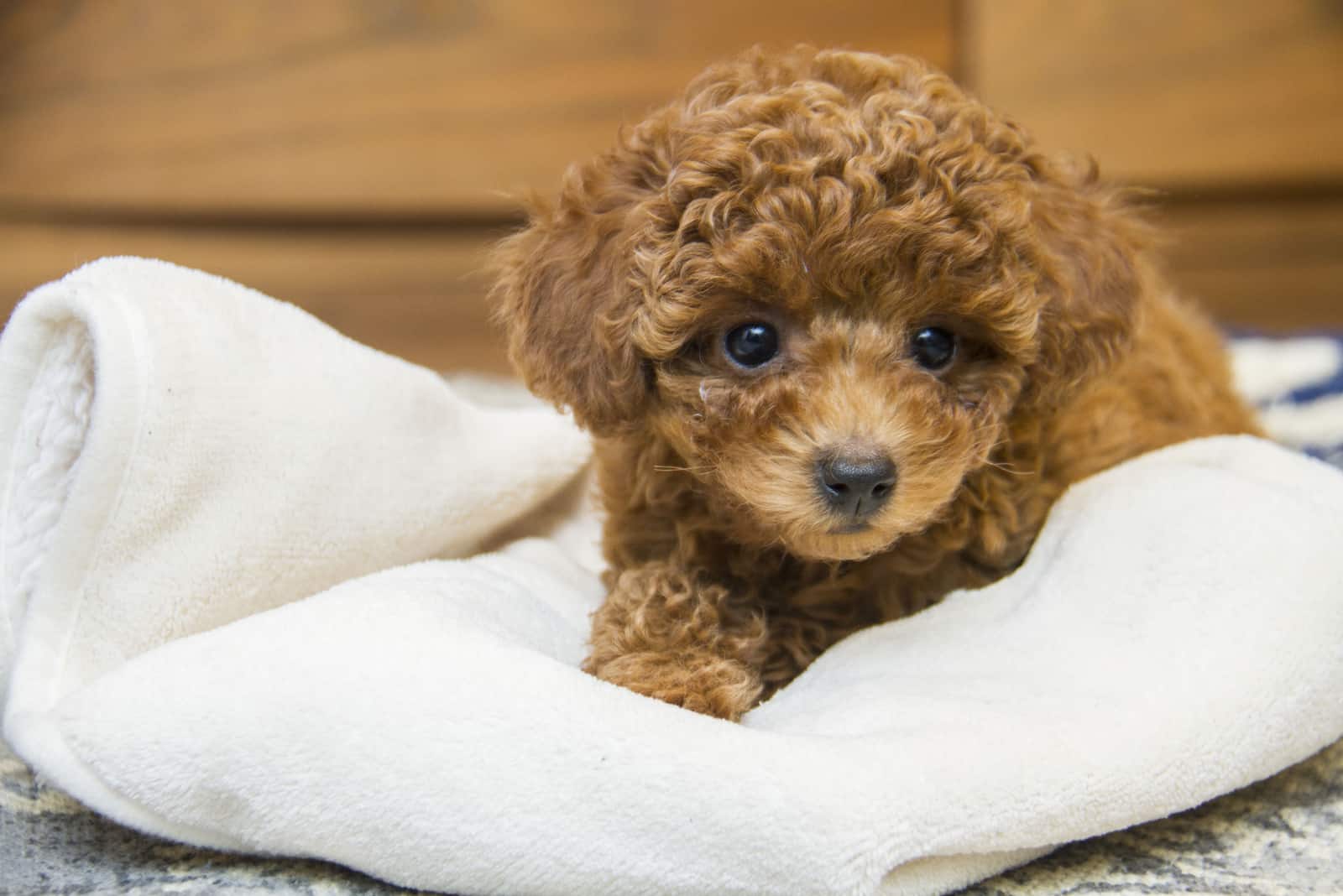 adorable toy poodle puppy