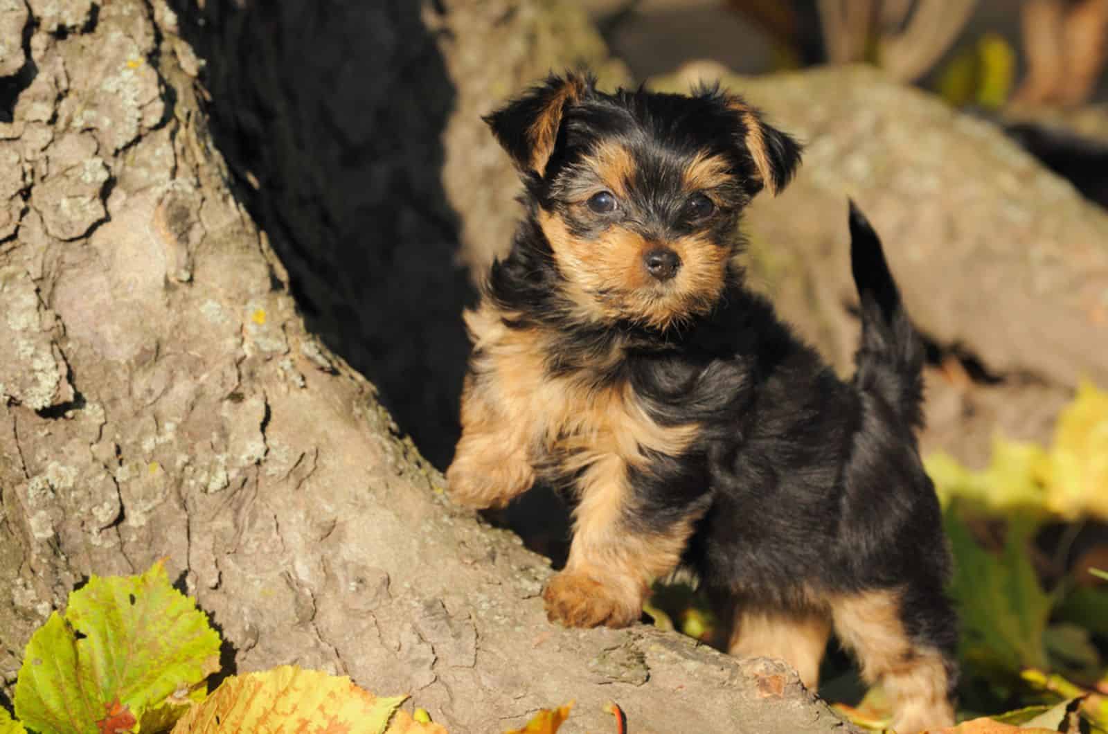 adorable yorkie puppy playing in the garden