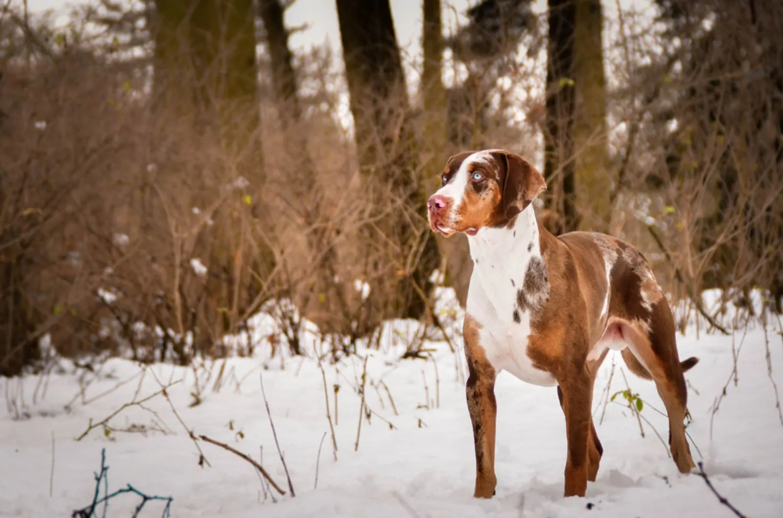 adult catahoula leopard standing on the snow
