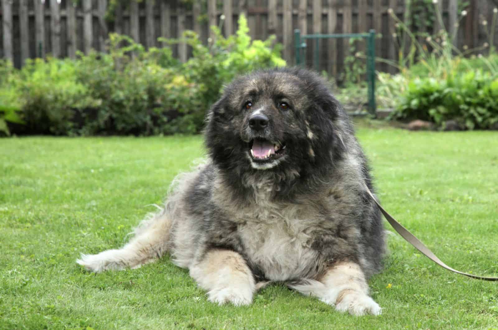 adult caucasian shepherd lying on the grass