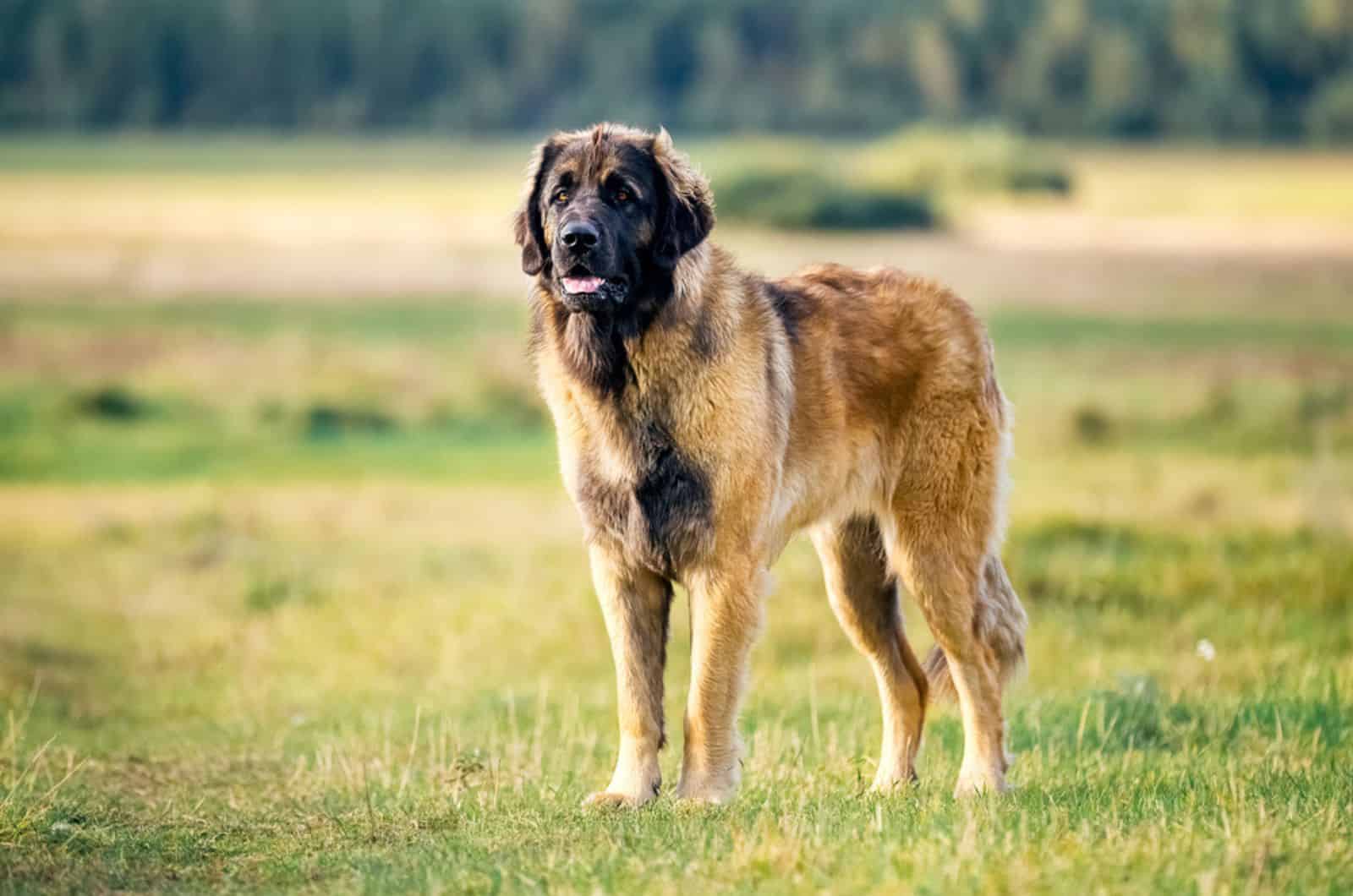 adult leonberger dog standing on a meadow