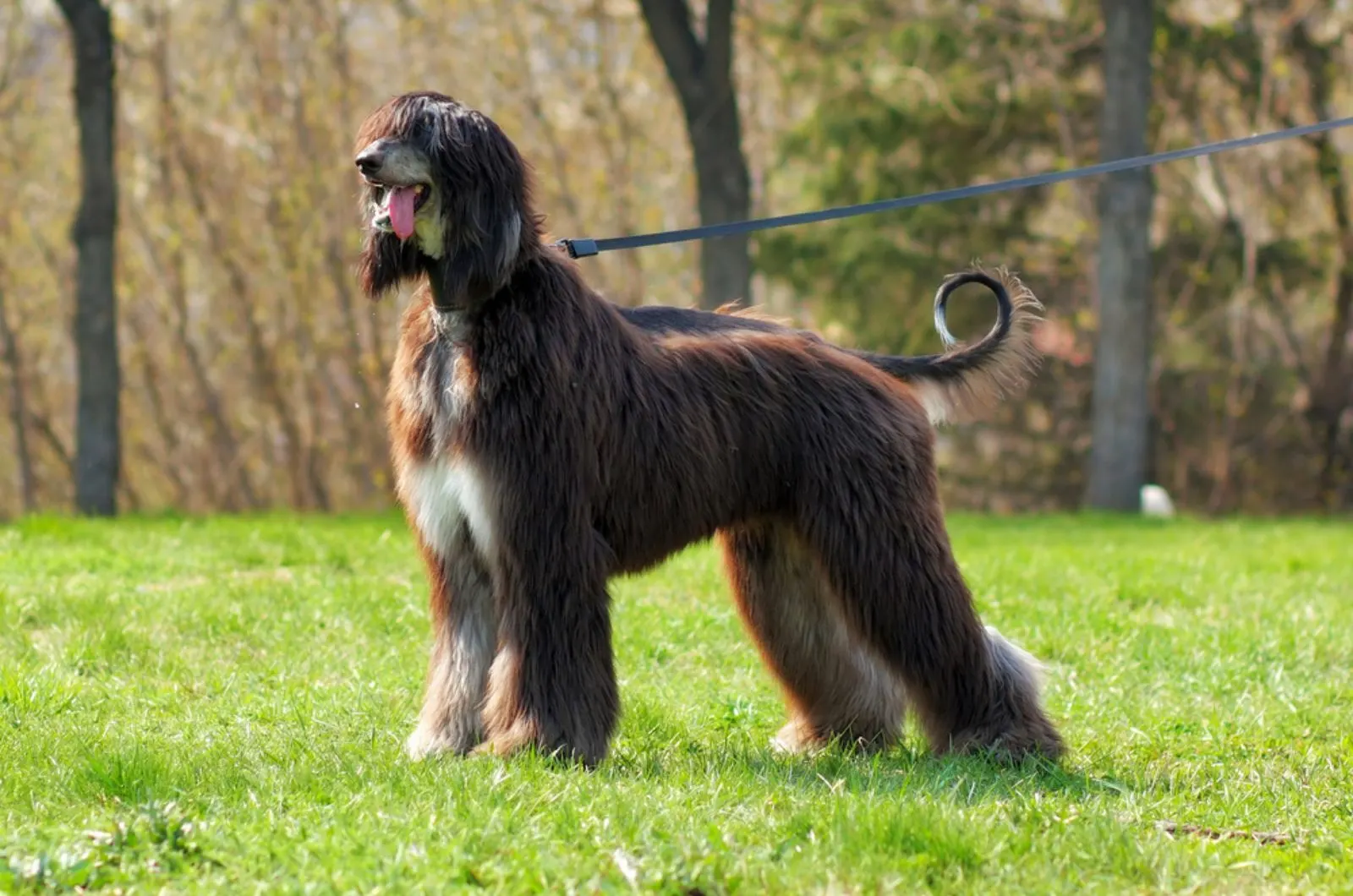afghan hound on a leash in the park