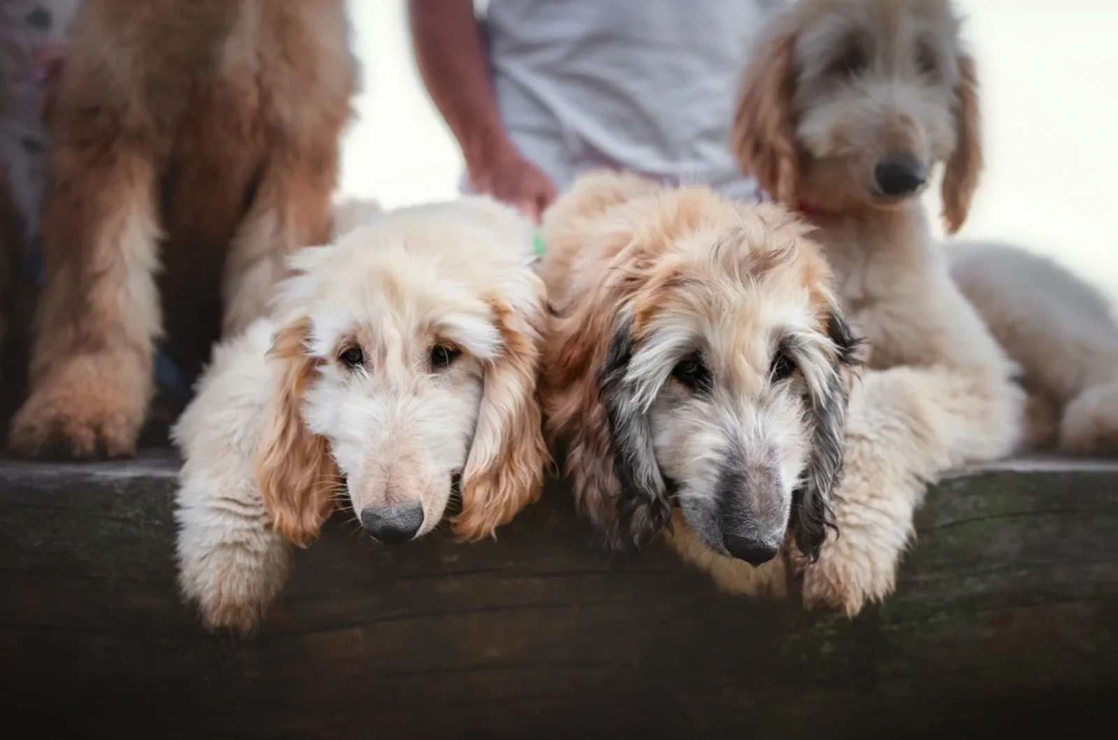 Afghan Hound Price Will The Cost Of This Dog Hound You 