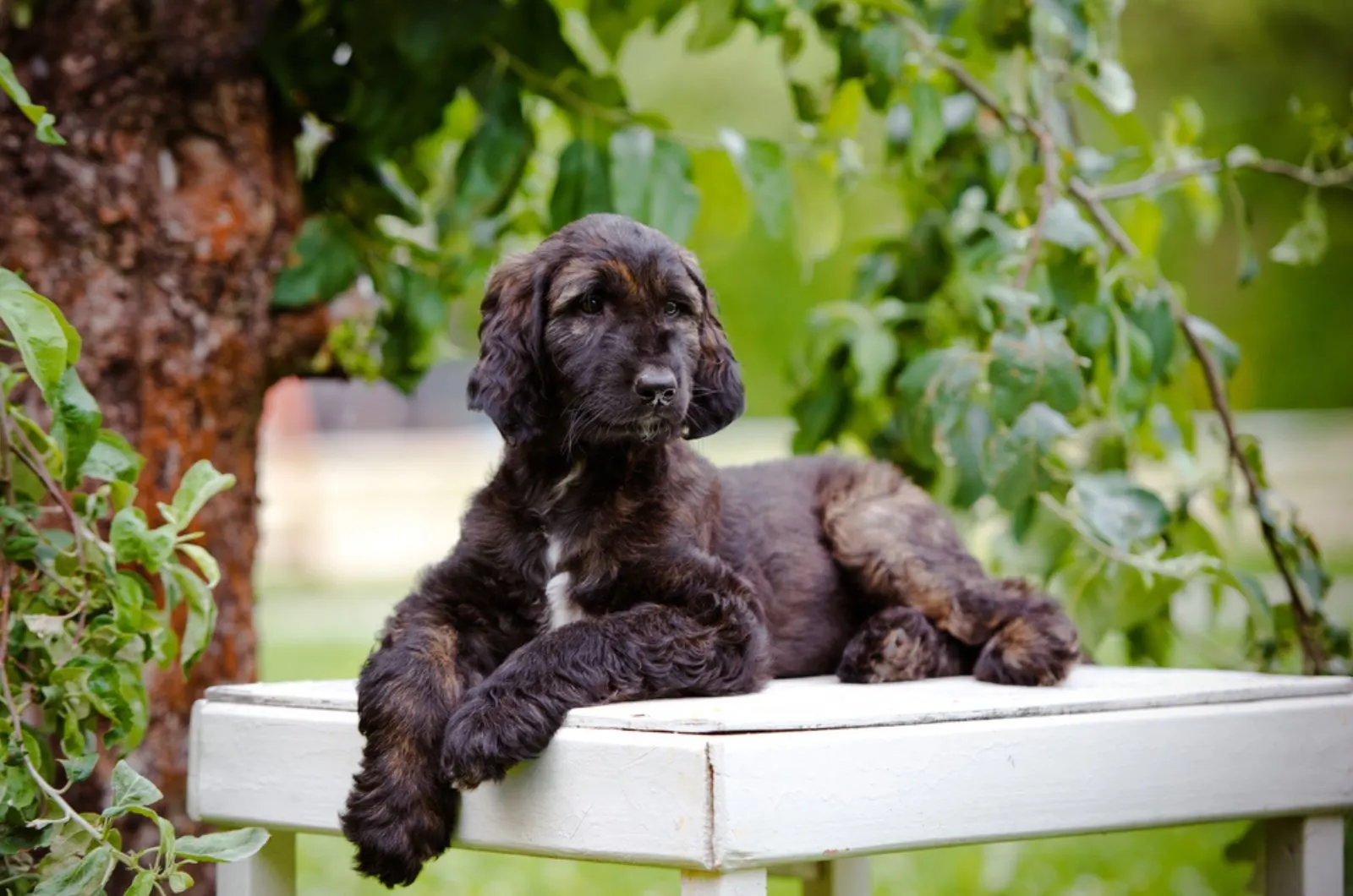 afghan hound puppy lying down on the chair 