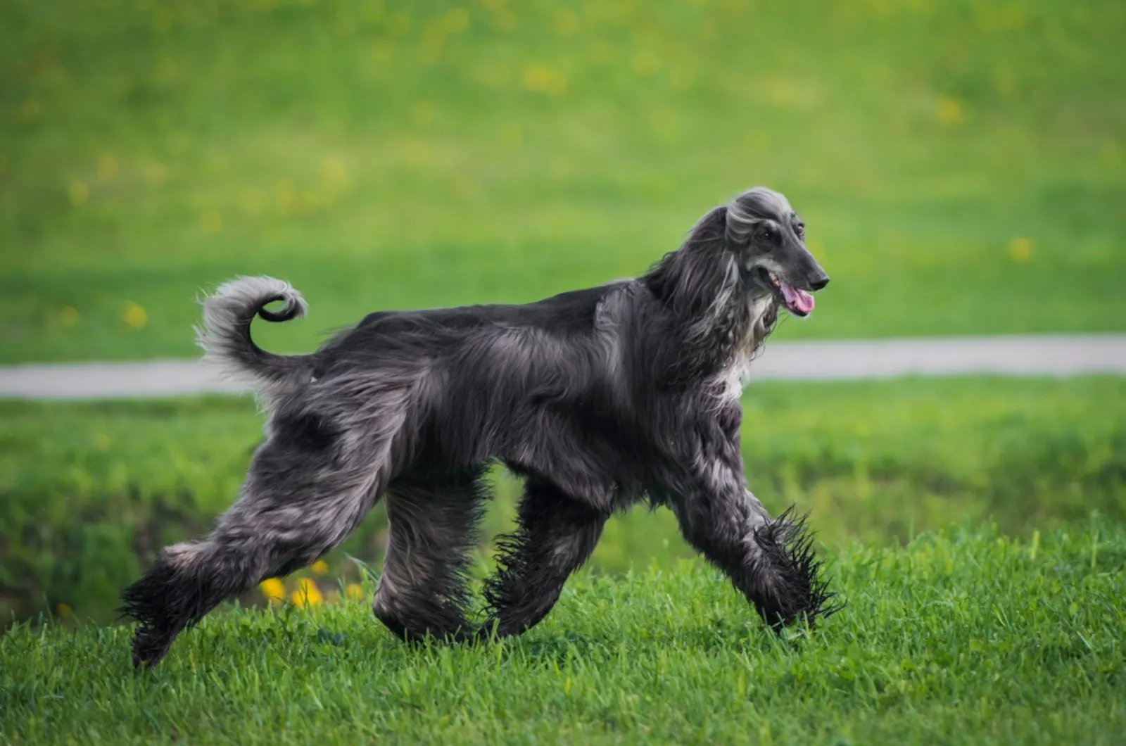 afghan hound running on the lawn