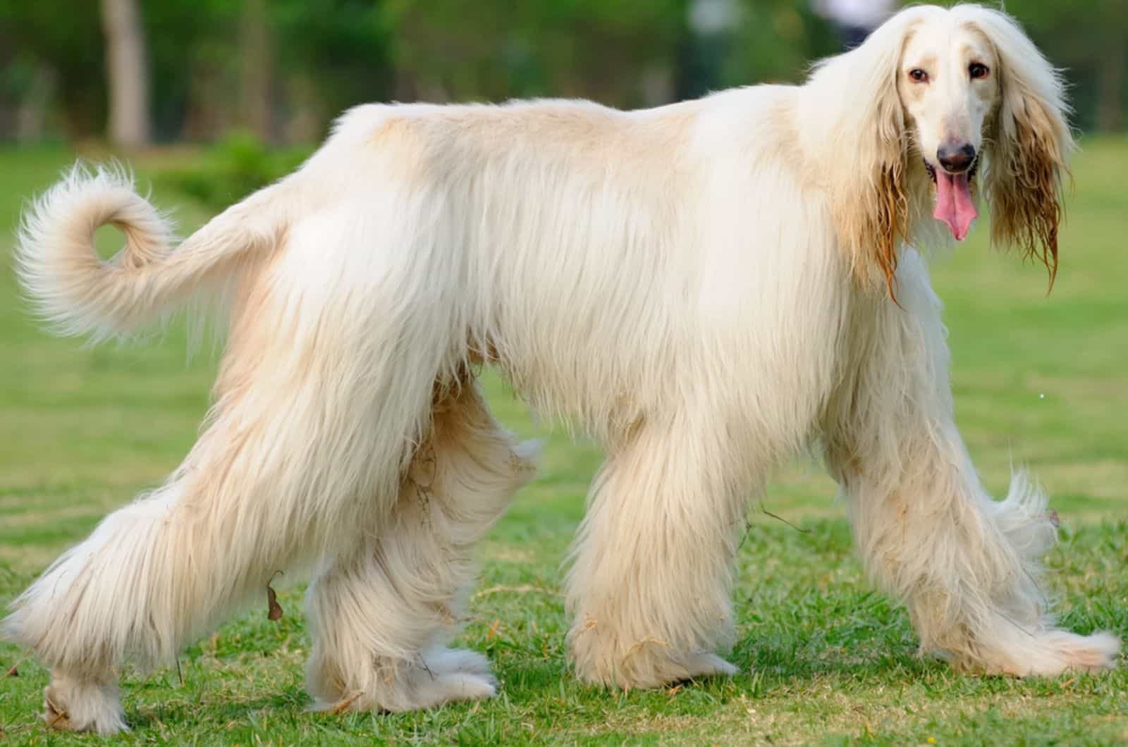 afghan hound walking on the lawn