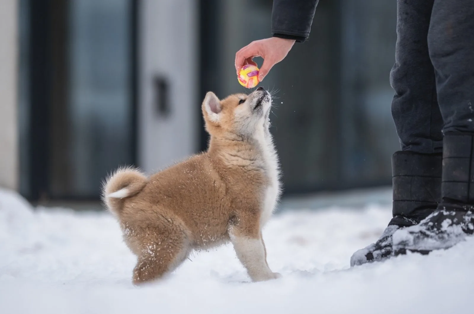 akita inu puppy playing with its owner