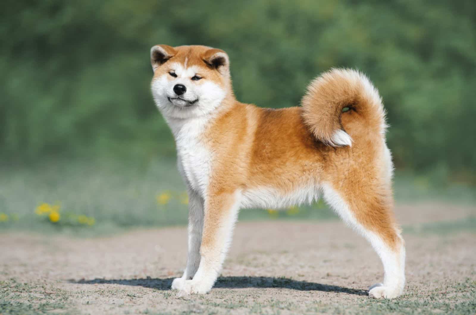 akita inu puppy standing on the road