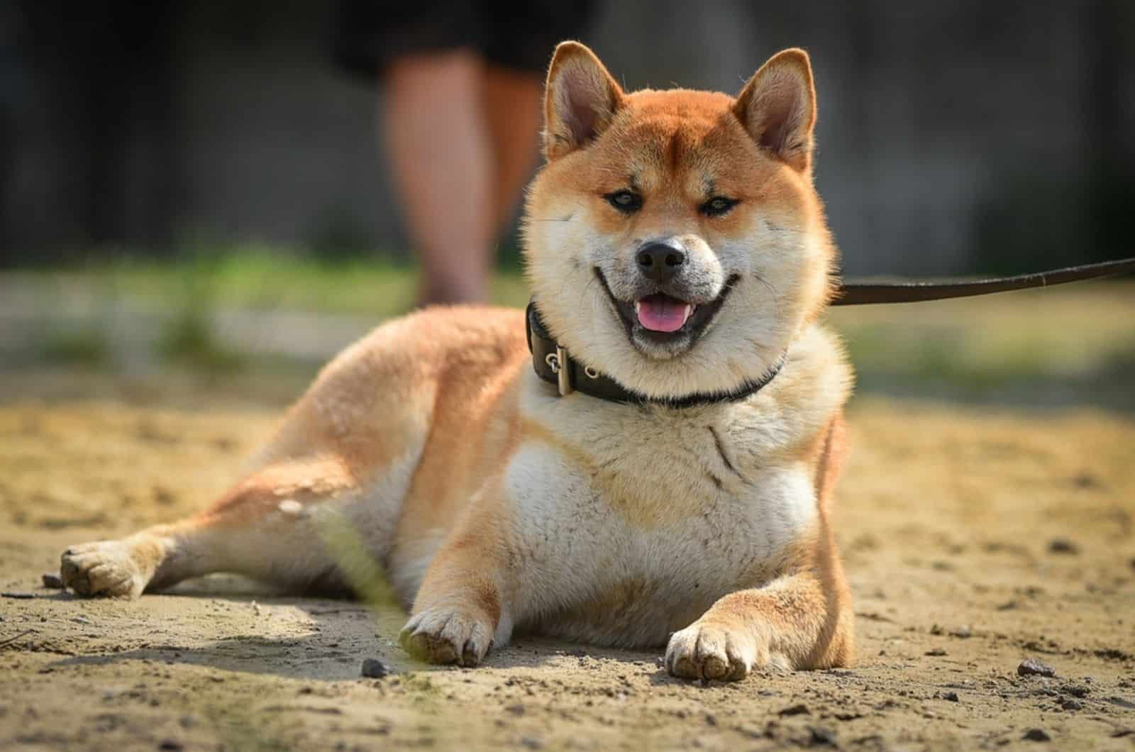 akita dog lying on the ground