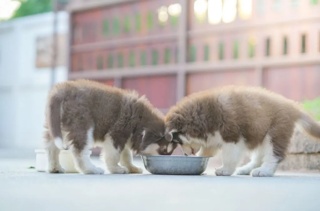 alaskan malamute puppies eating from a bowl