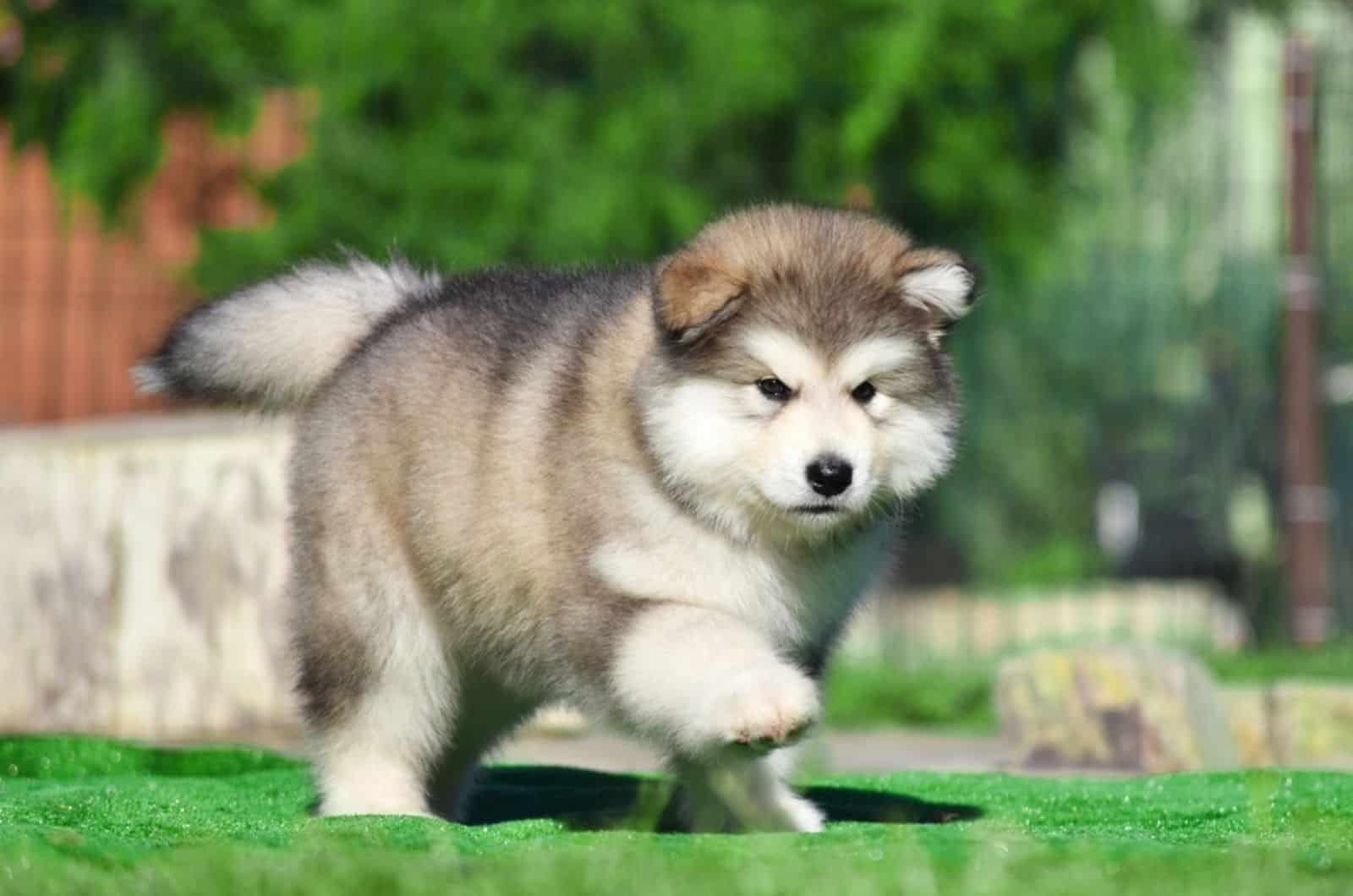 alaskan malamute puppy  in the yard