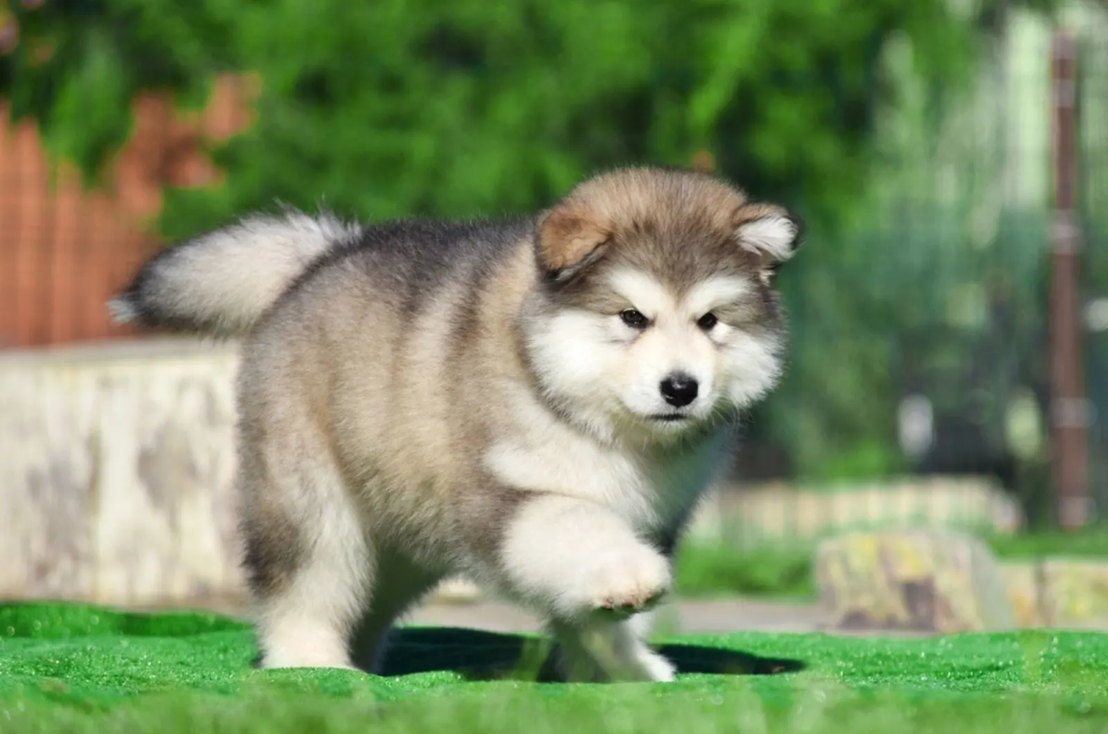 alaskan malamute puppy in the yard