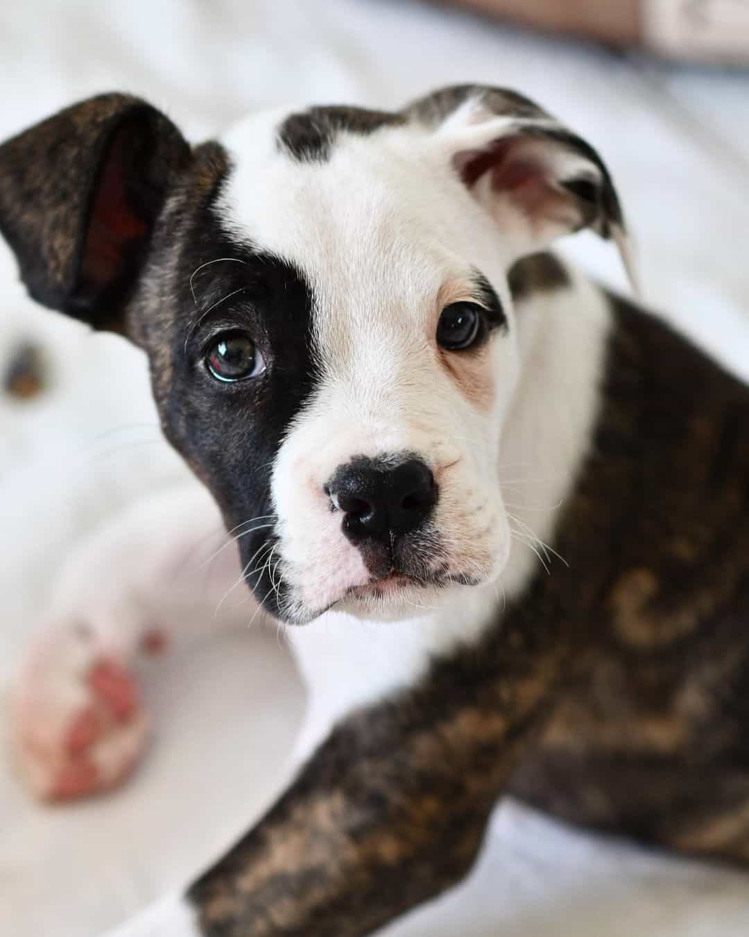 american bulldog boxer mix