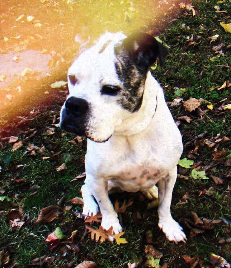 american bulldog bullmastiff mix