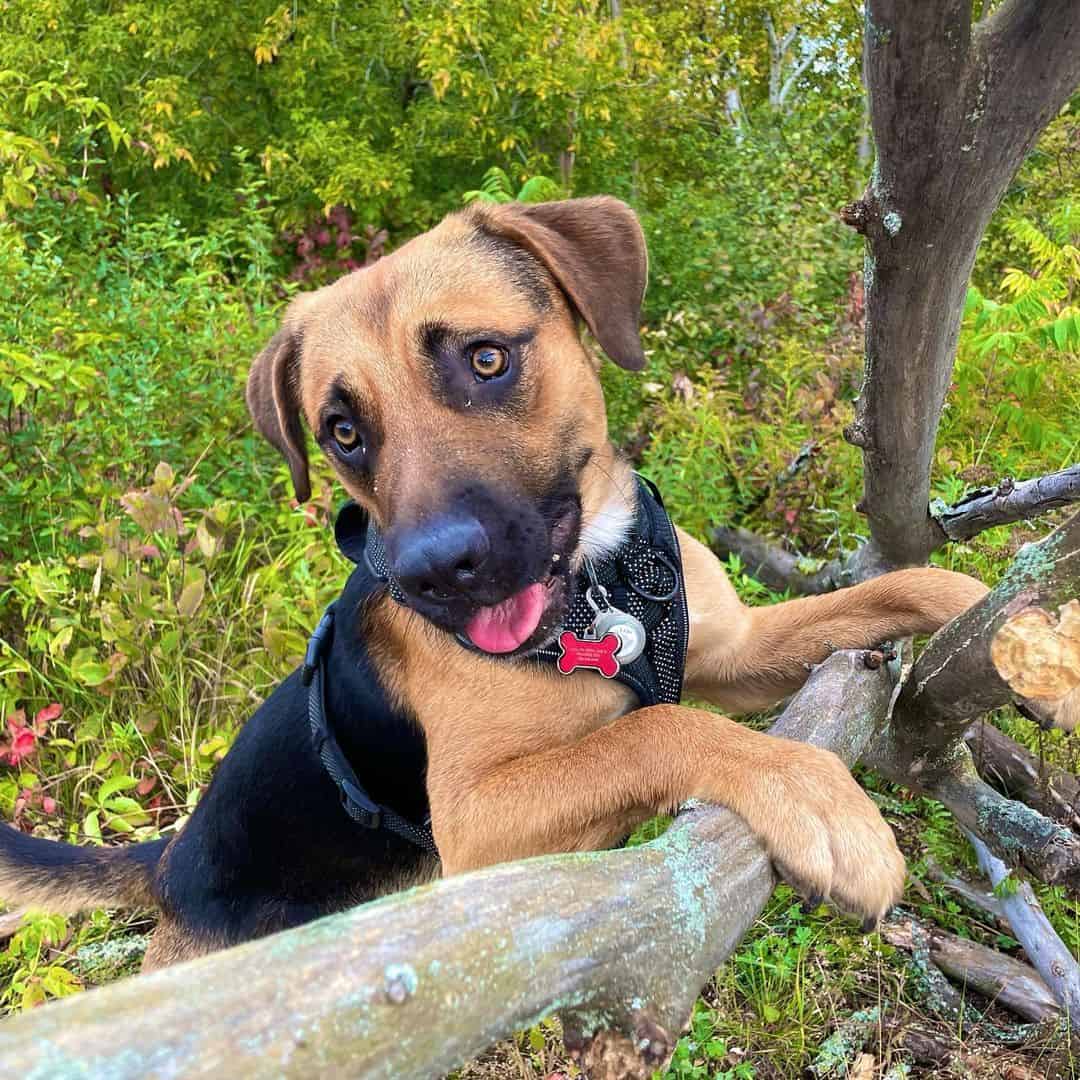 american bulldog german shepherd mix