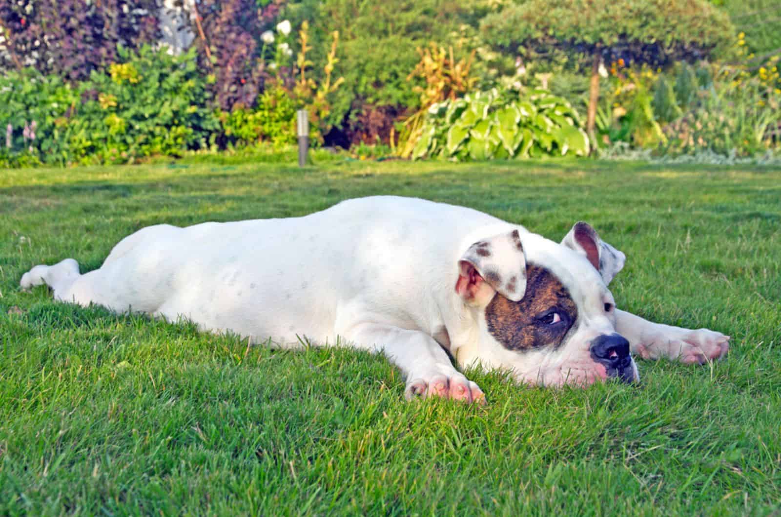 american bulldog lying on the grass in the yard