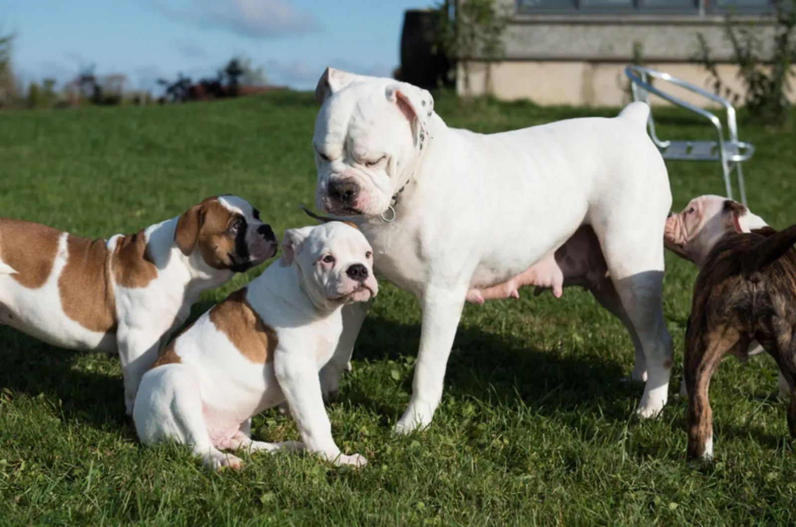 american bulldog puppies with mother in the park
