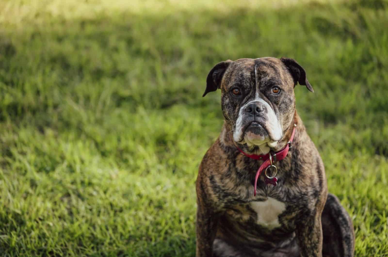 american bulldog sitting in the grass