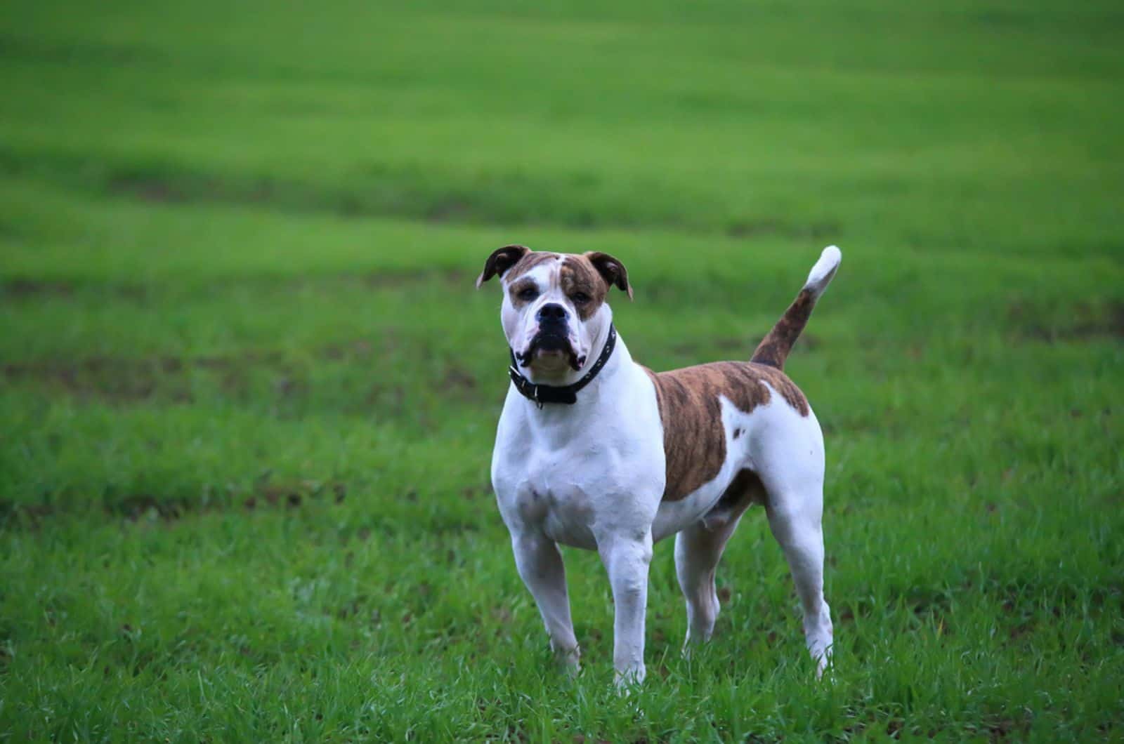 american bulldog standing on the grass in the park