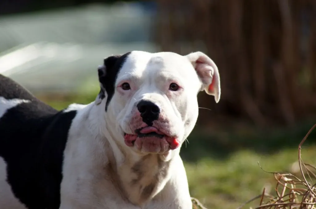 american bulldog sticks his tongue out while playing outdoors