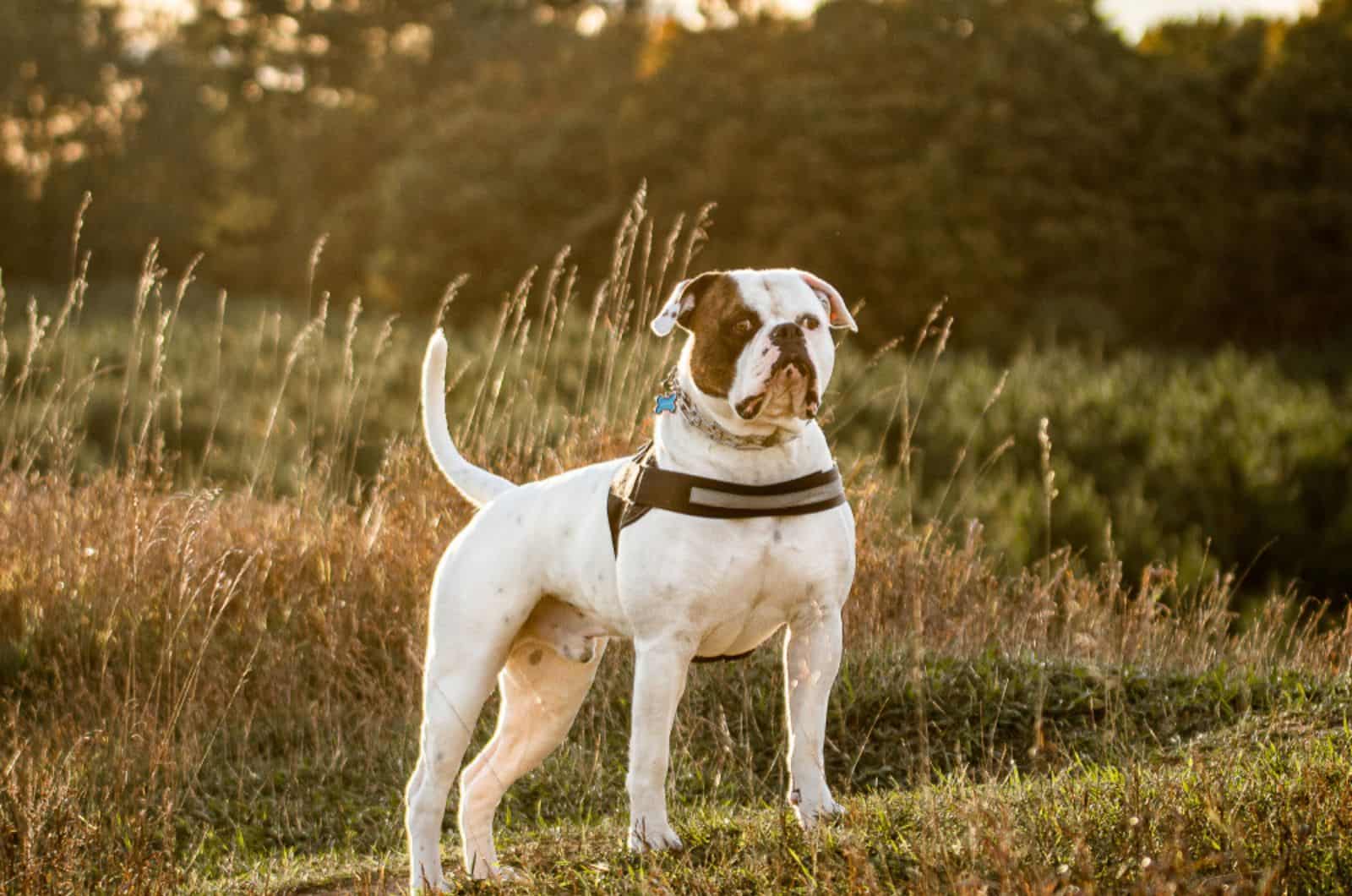 american bulldog in the field