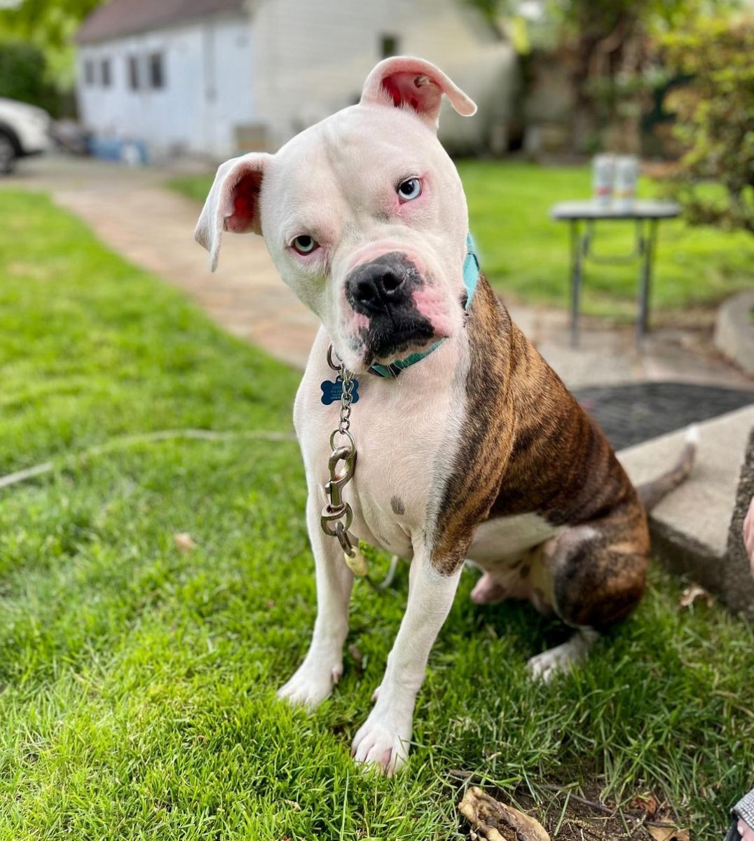 American Bulldog Mixes: 37 And Counting