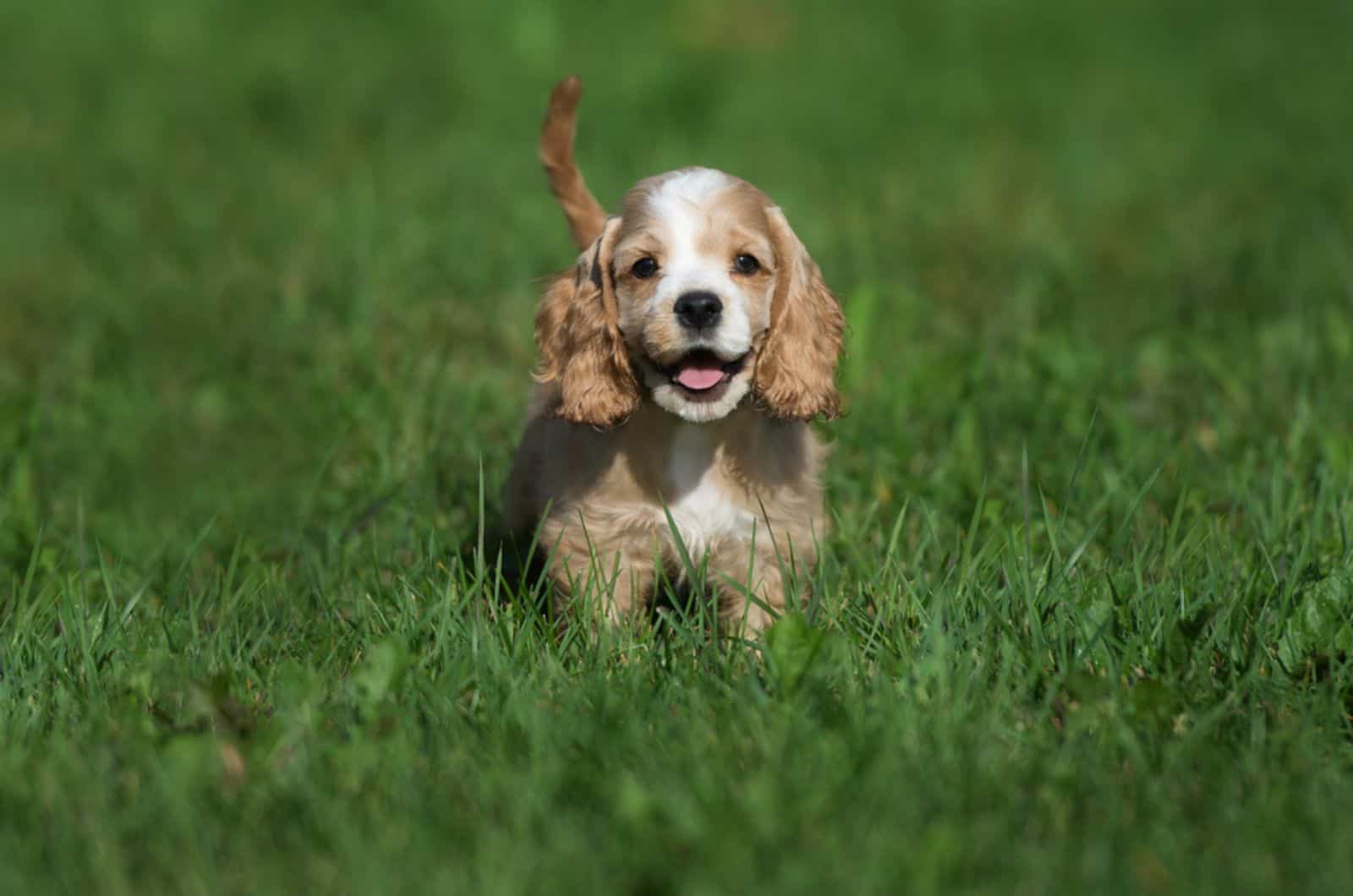 american cocker spaniel puppy walking in the grass