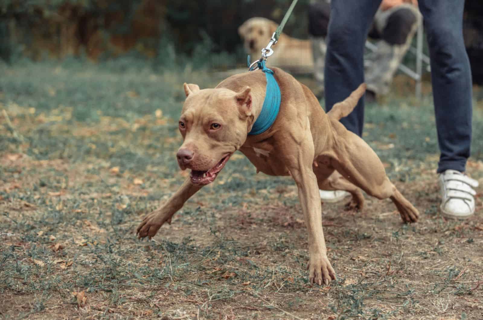 american pitbull terrier on a leash barking