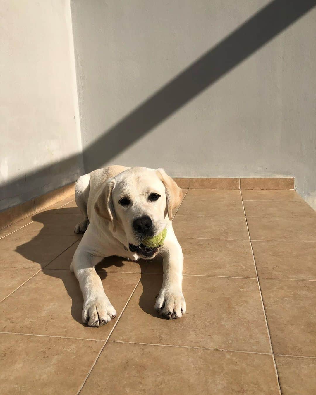 an english labrador puppy lies on the tiles