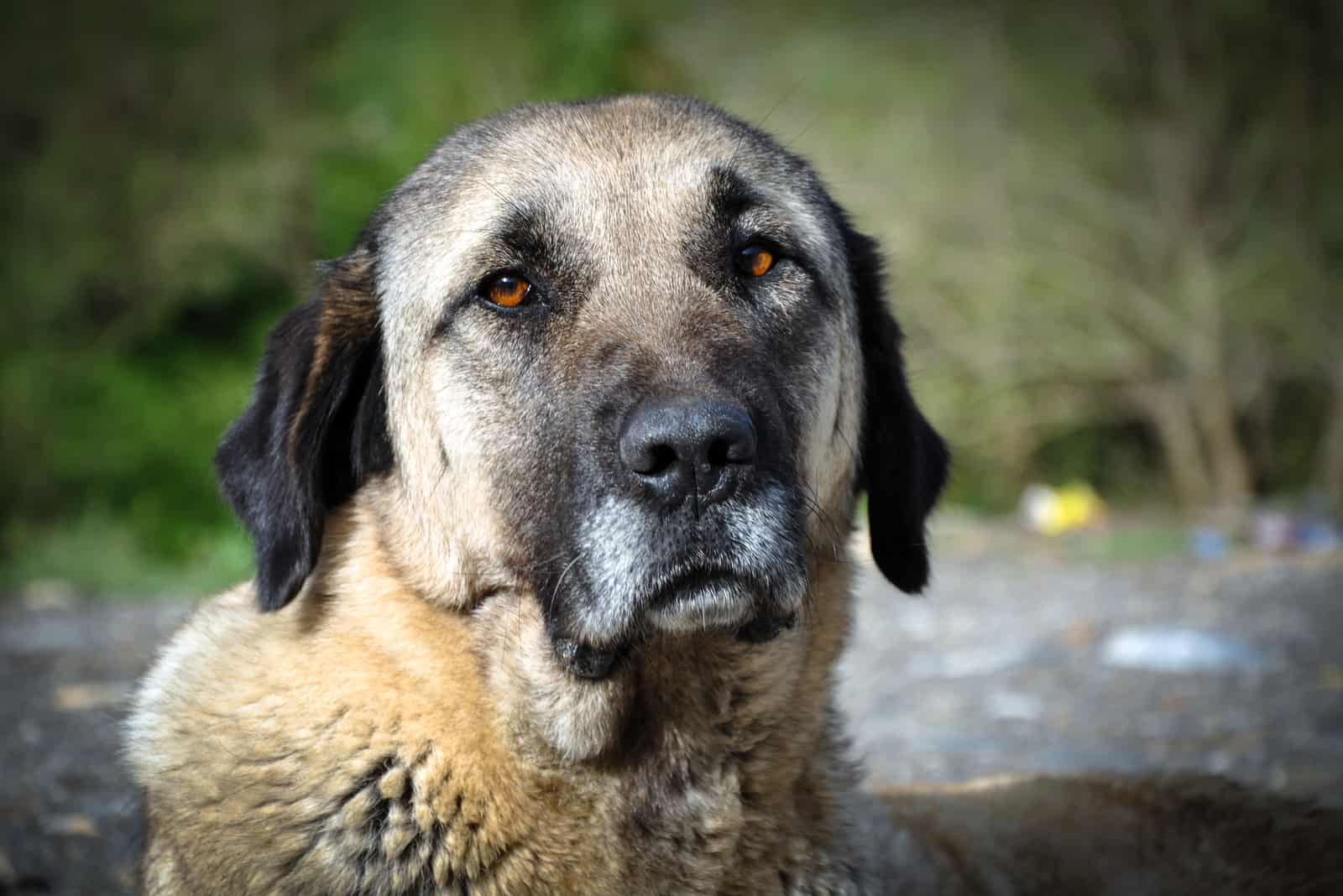 anatolian shepherd face portrait