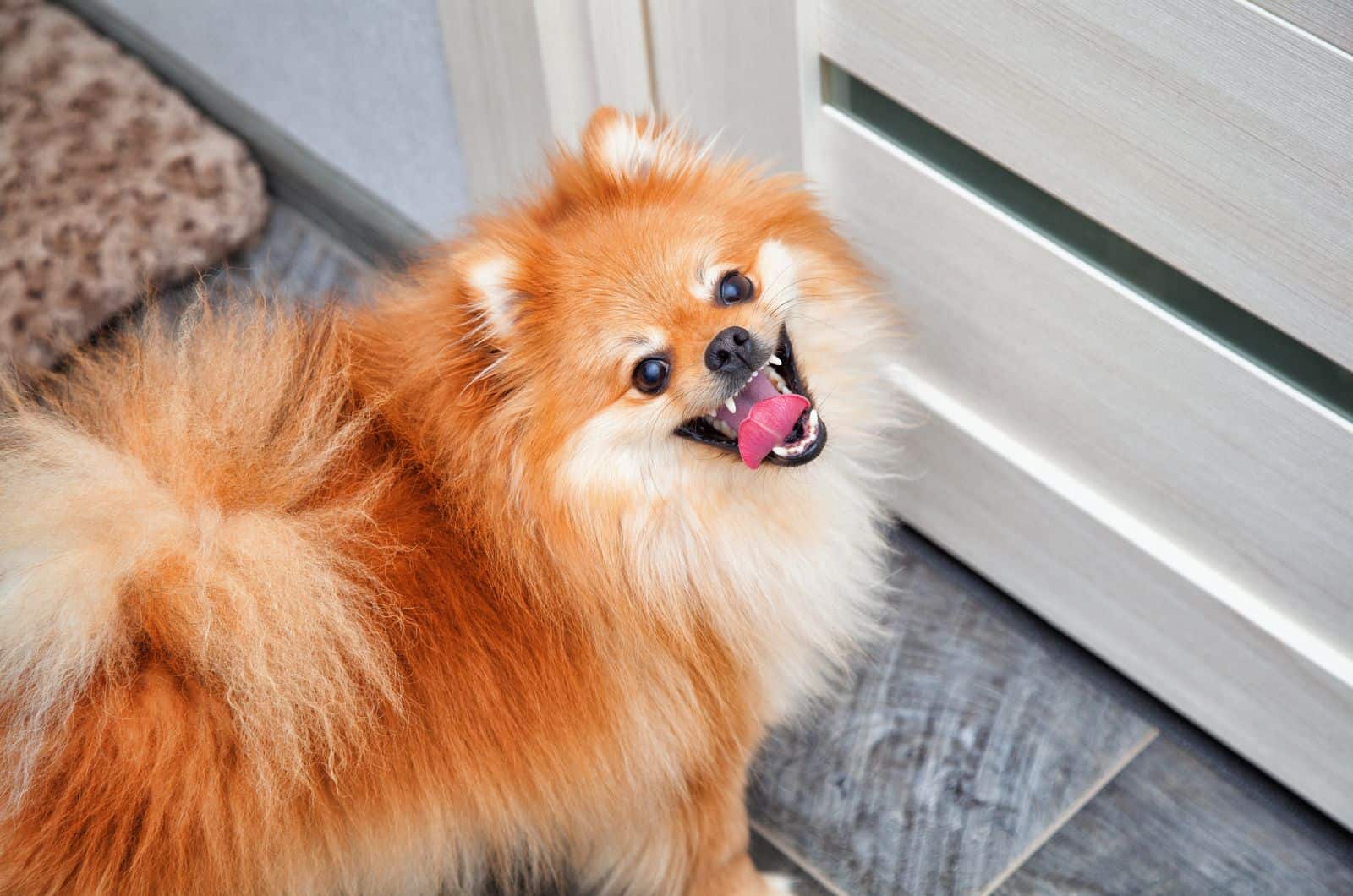 angry dog standing by door looking up