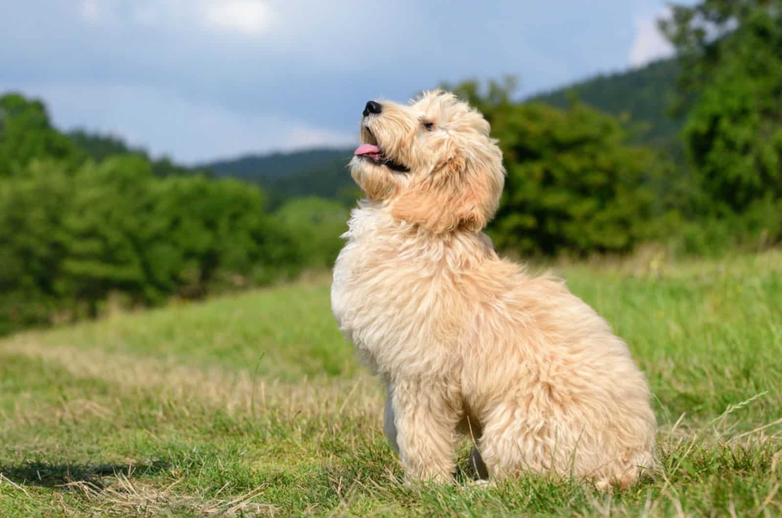 apricot goldendoodle in nature