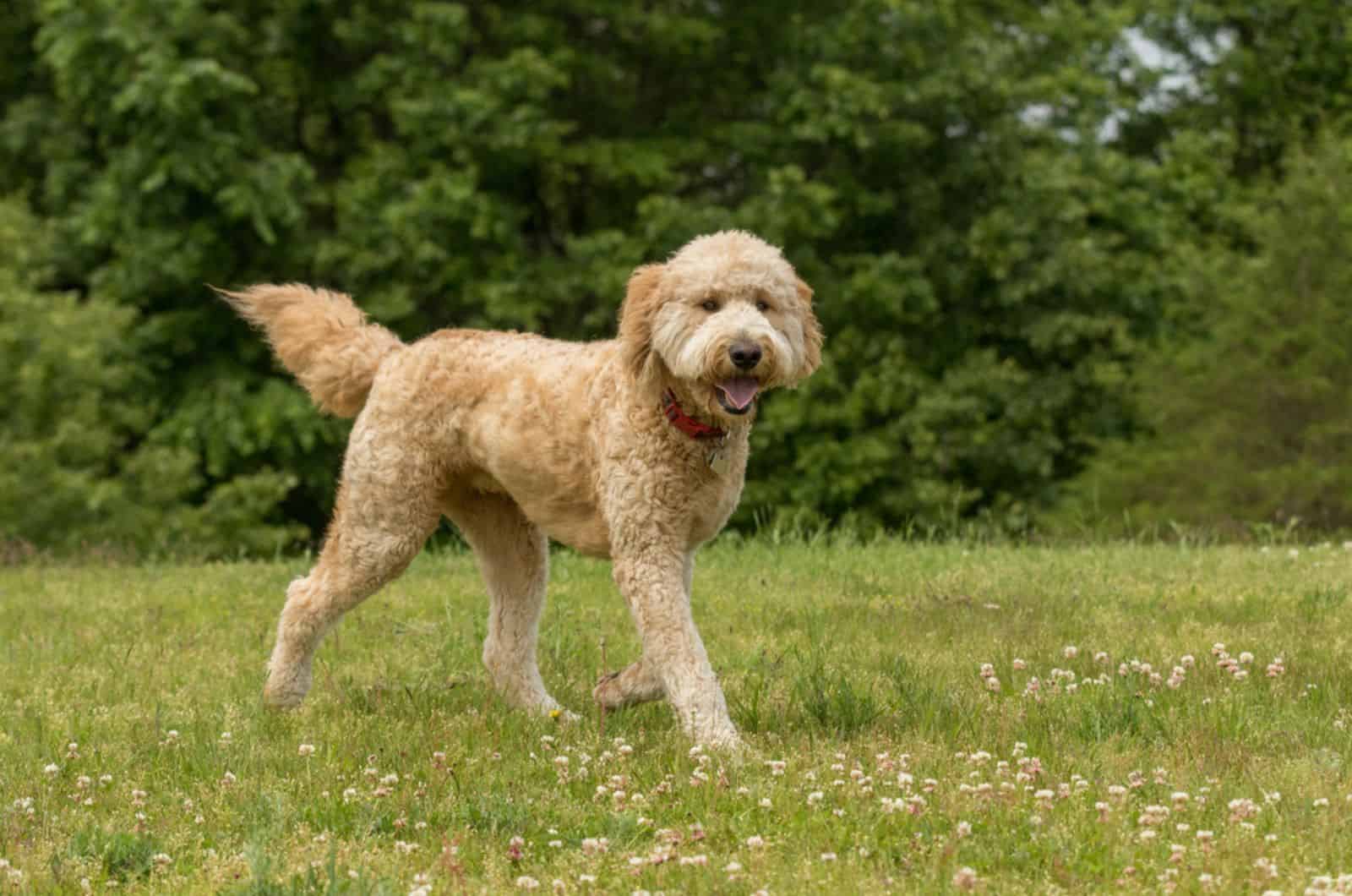 apricot goldendoodle walking in the park