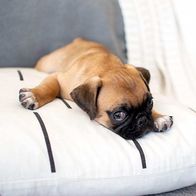 apricot pug resting