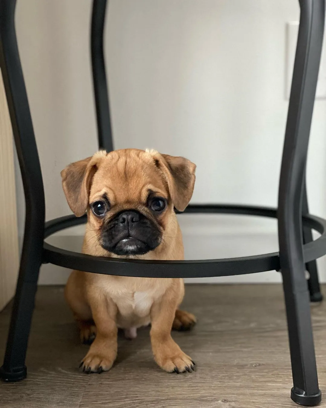 apricot puppy standing under a table