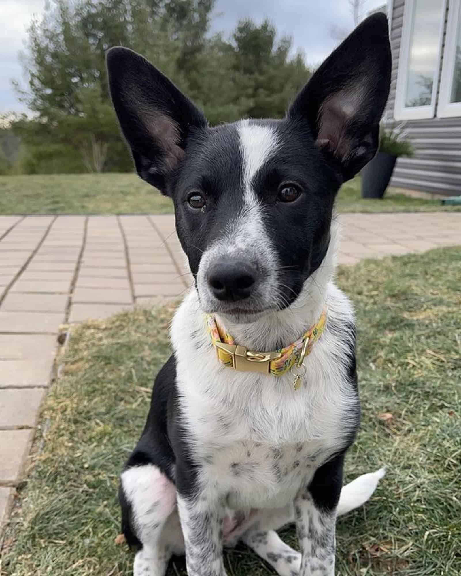 australian cattle dog australian kelpie dog sitting in the yard