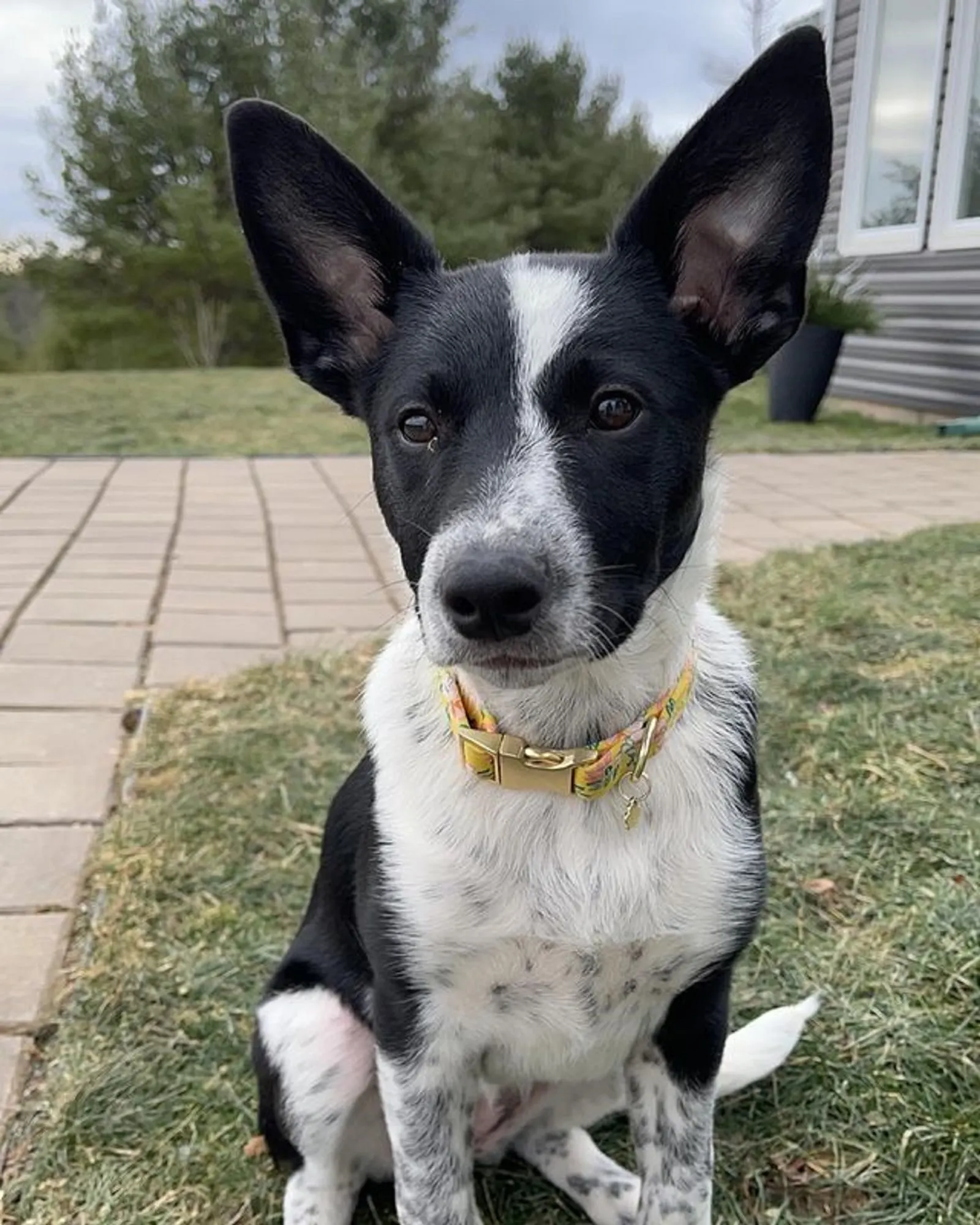 11 Australian Kelpie Mixes — Best Working Dogs