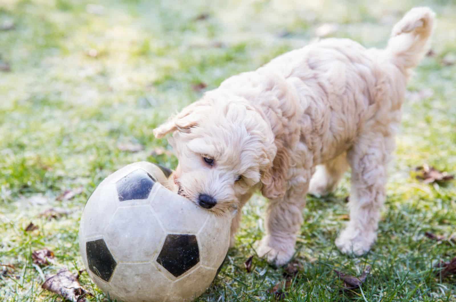 australian labradoodle puppy playing with a ball