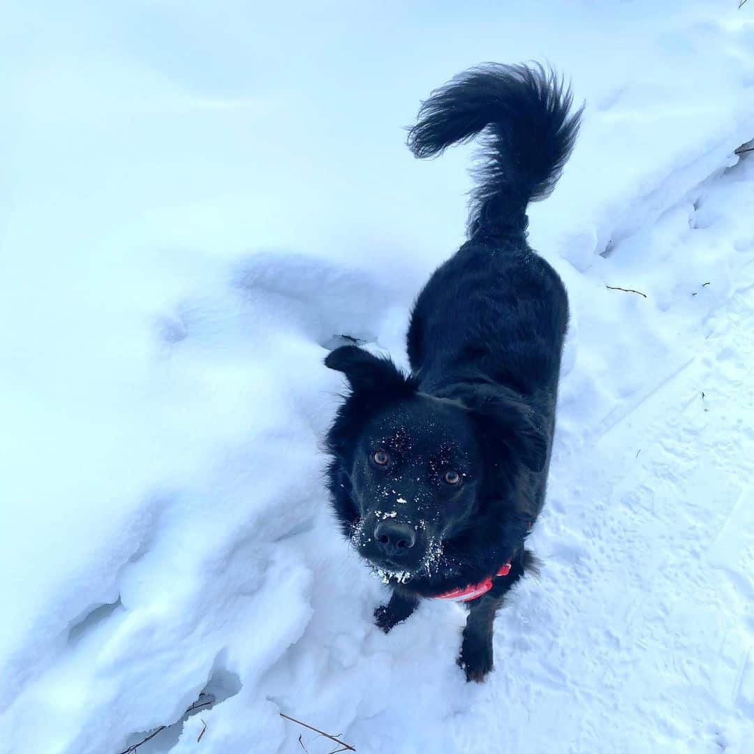 australian shepherd american bulldog mix