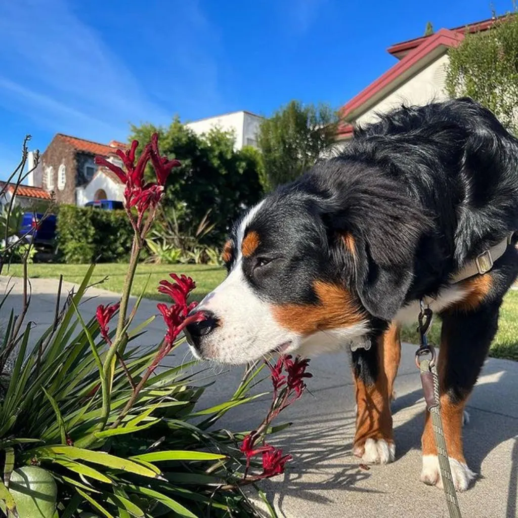 australian shepherd bernese mountain dog smelling flowers in the yard